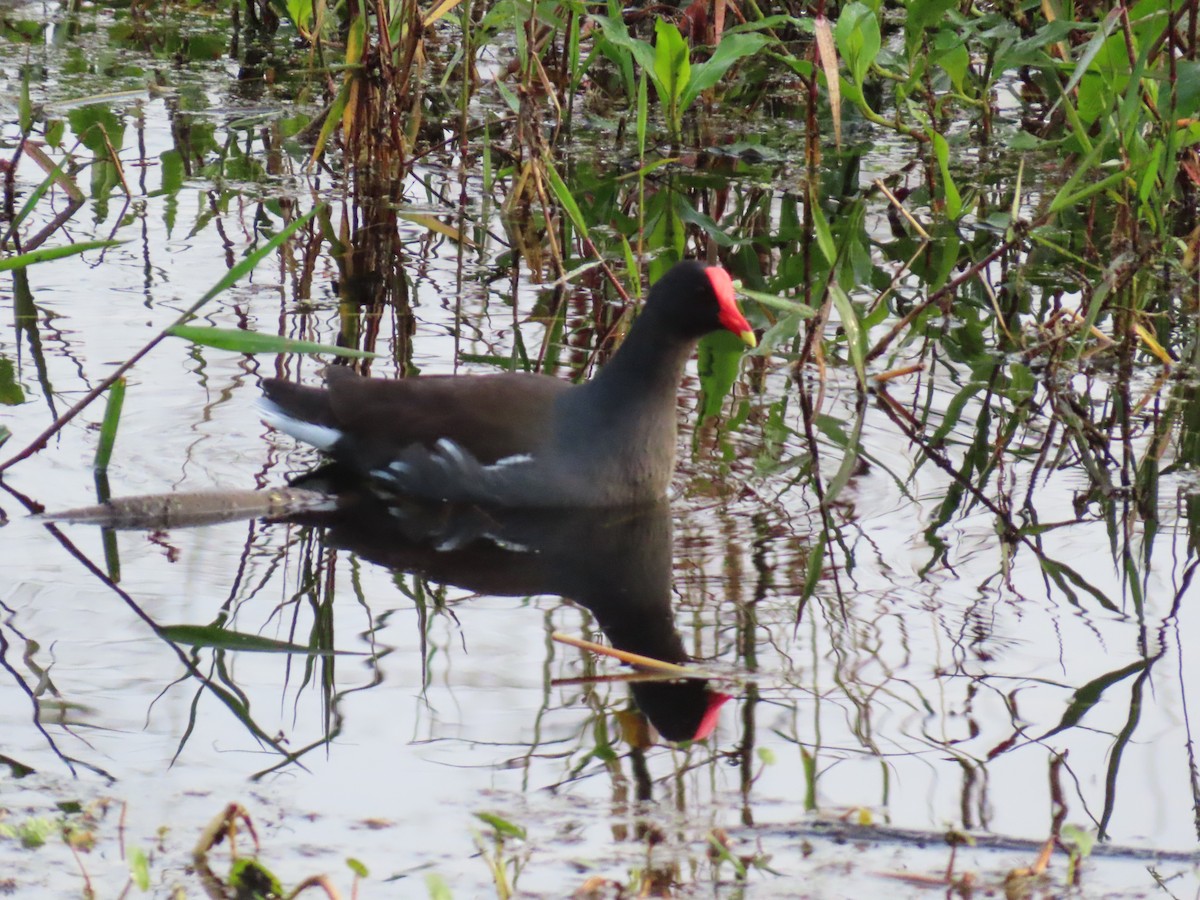 slípka americká - ML646935216