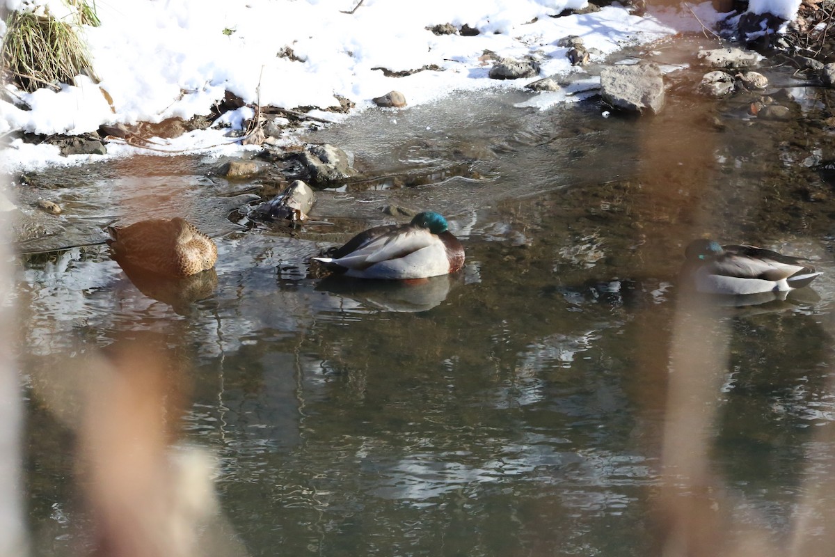 Mallard - ML646935217