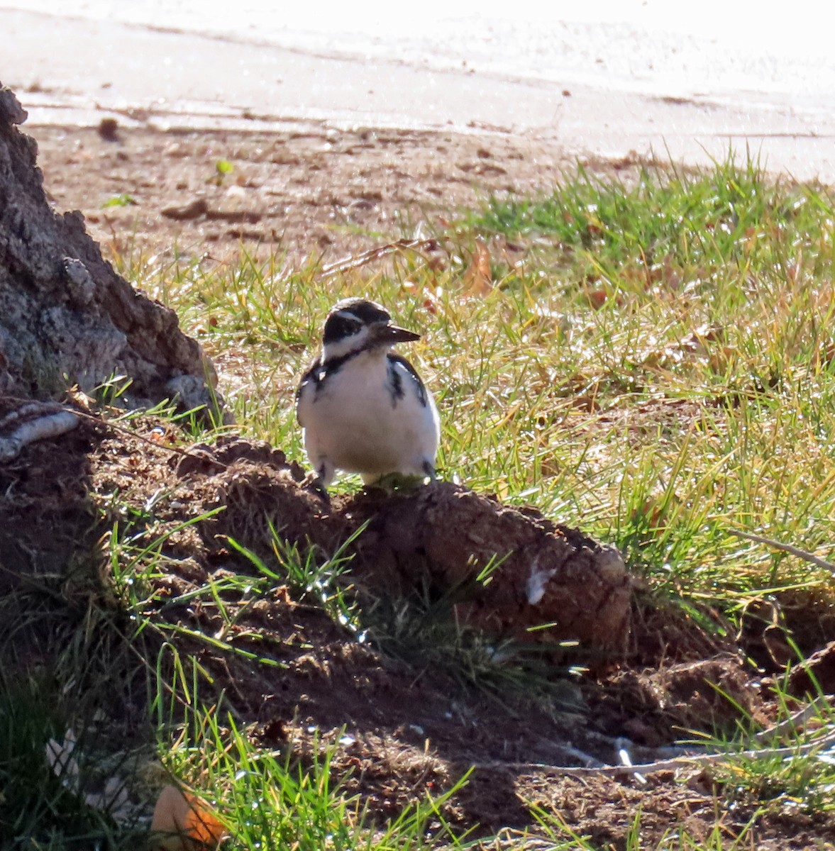 Hairy Woodpecker - ML646935219