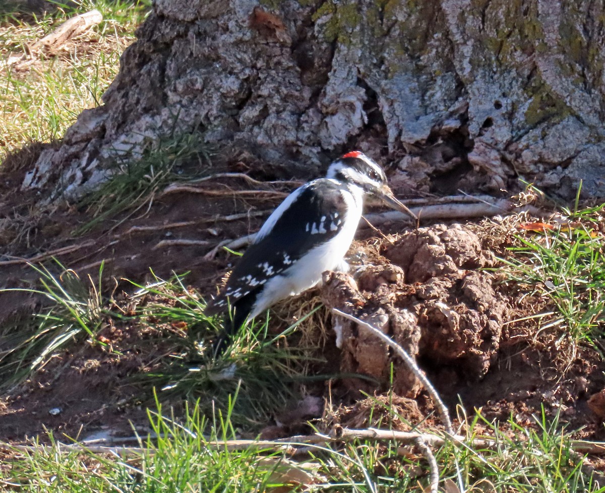 Hairy Woodpecker - ML646935220