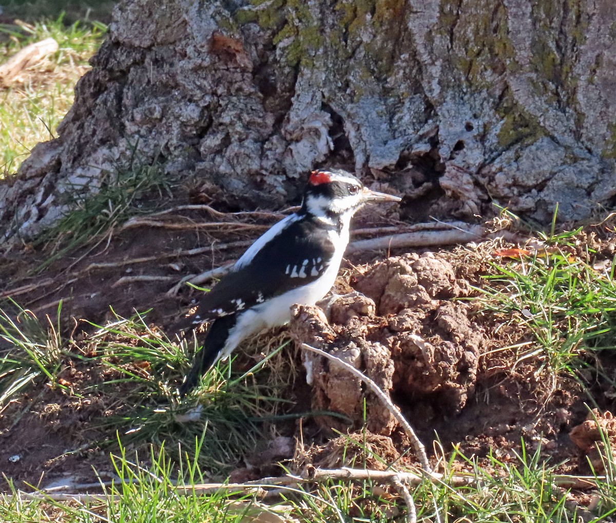 Hairy Woodpecker - ML646935221