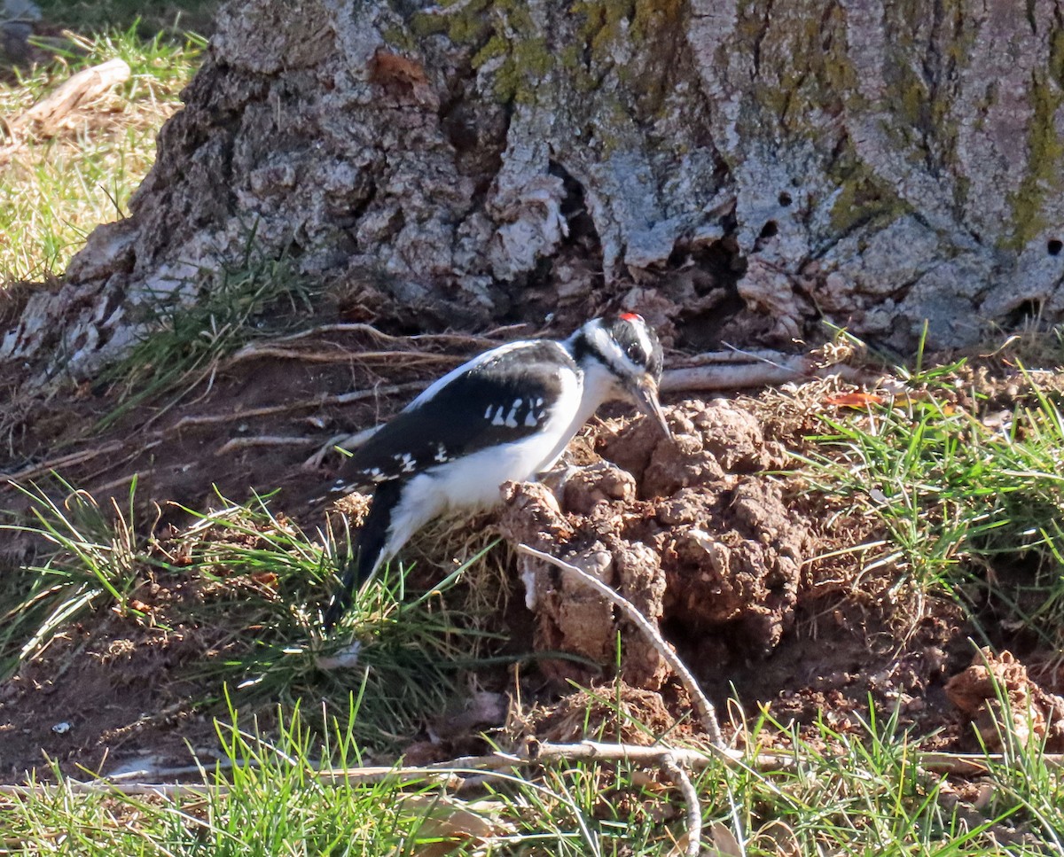 Hairy Woodpecker - ML646935222