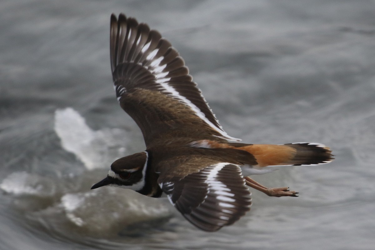 Killdeer - ML646935226