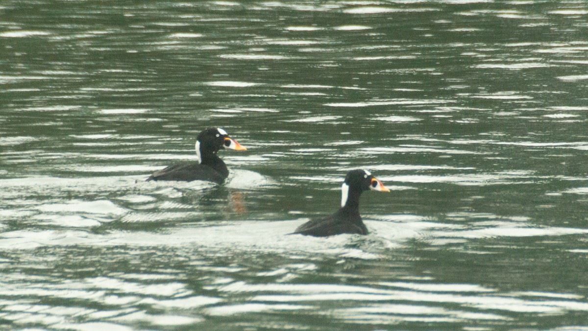 Surf Scoter - ML646935227