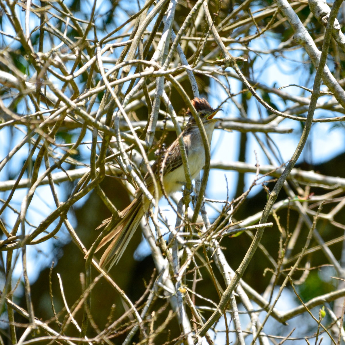 Тапера - ML646935239