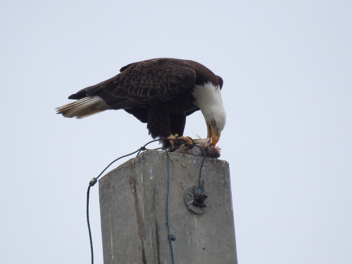 ハクトウワシ - ML646935243