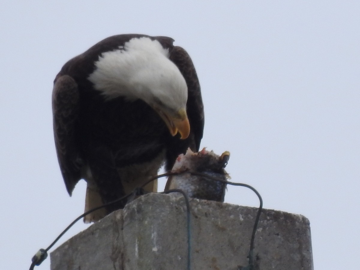 ハクトウワシ - ML646935244