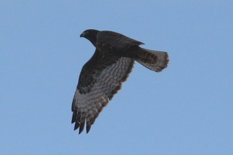 Red-tailed Hawk - ML646935246
