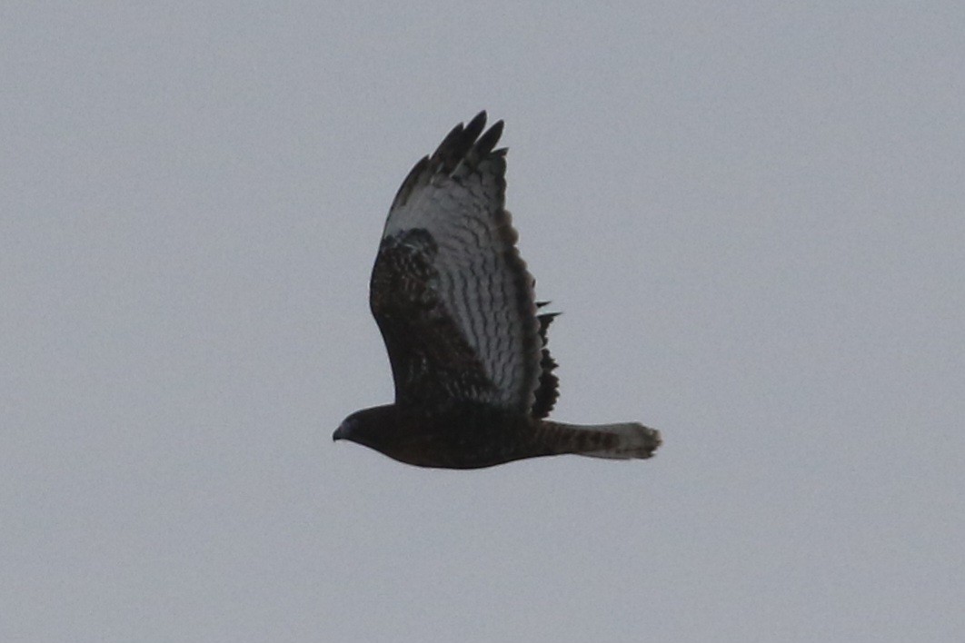 Red-tailed Hawk - ML646935247