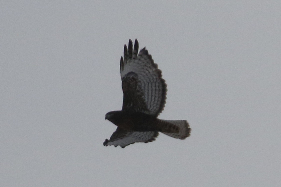 Red-tailed Hawk - ML646935248