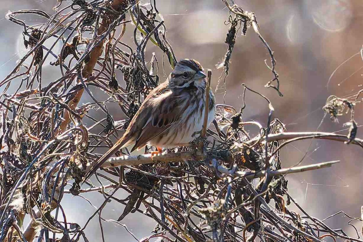 Song Sparrow - ML646935255