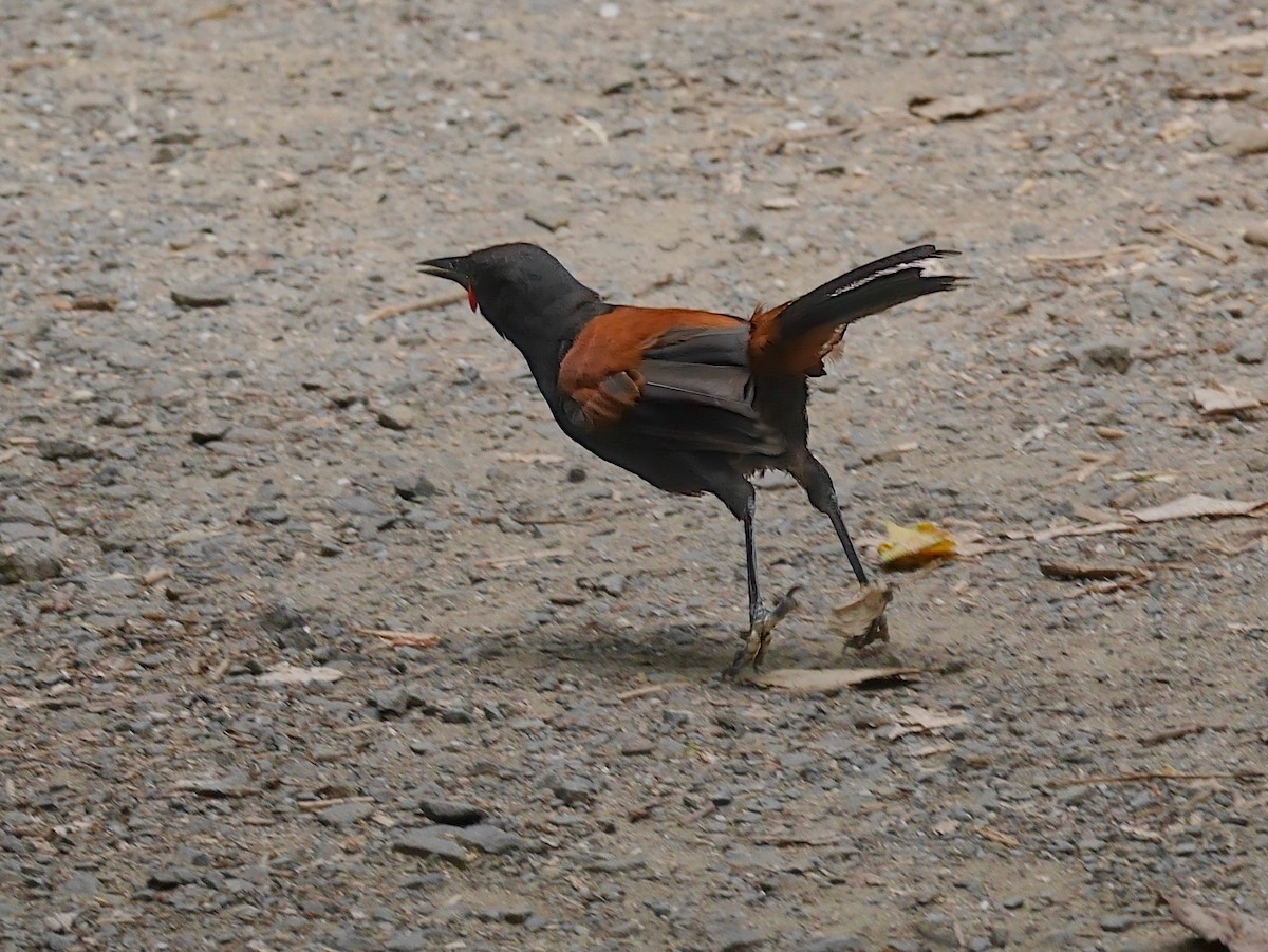 North Island Saddleback - ML646935256