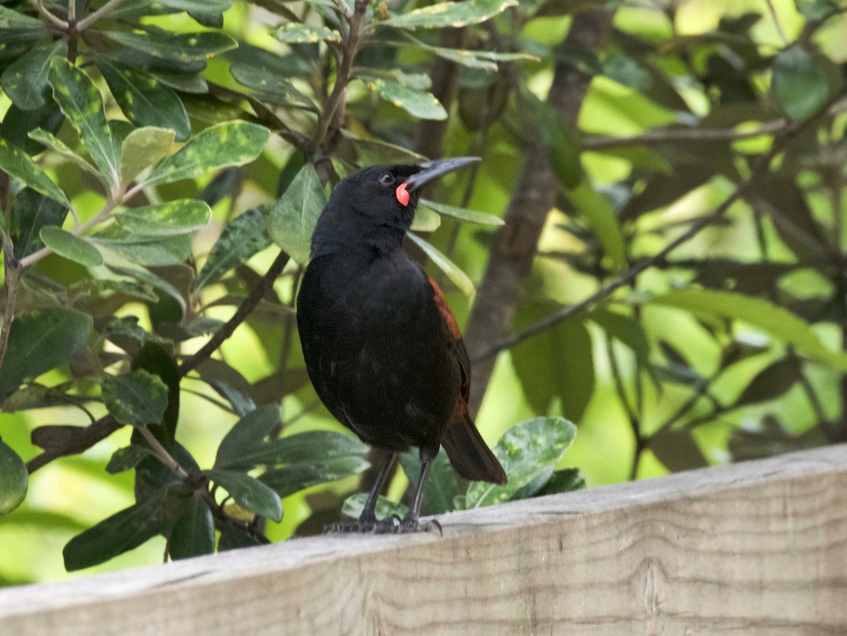 North Island Saddleback - ML646935257
