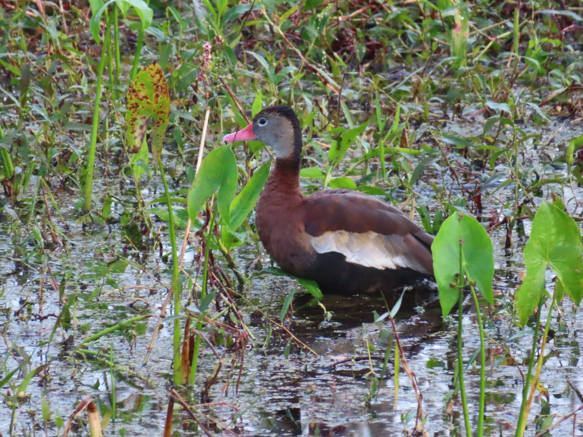 Zuhaitz-ahate mokogorria - ML646935259