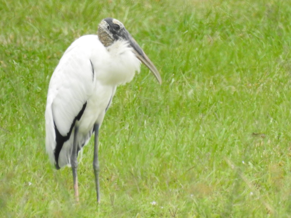 アメリカトキコウ - ML646935262