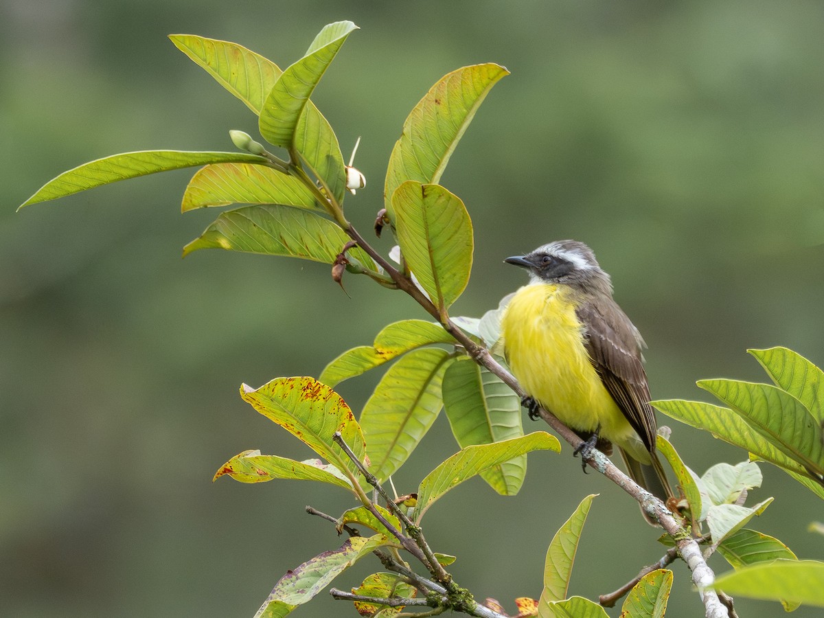 Bienteveo Sociable - ML646935266