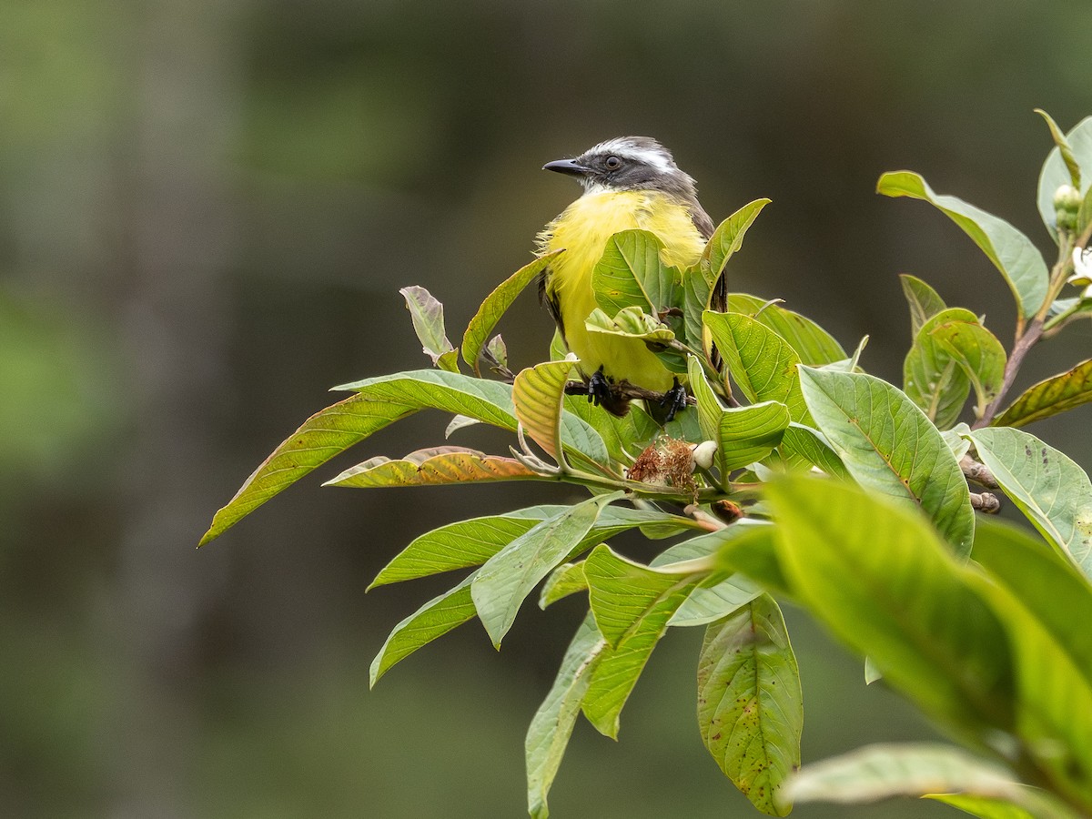 Bienteveo Sociable - ML646935267