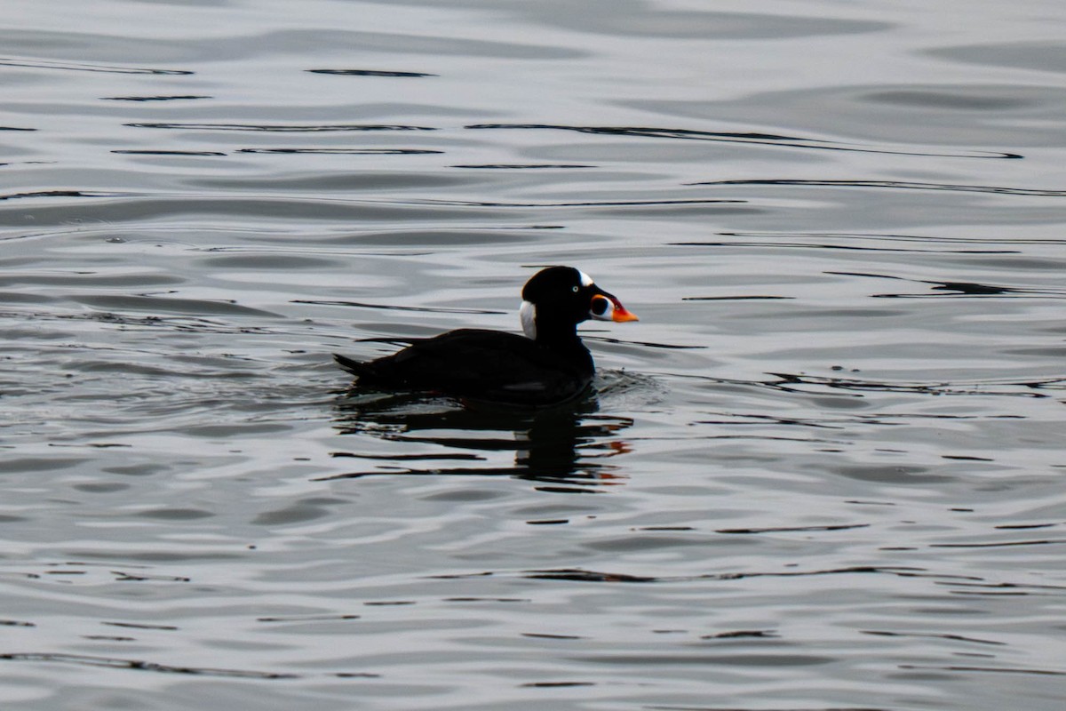 Surf Scoter - ML646935272