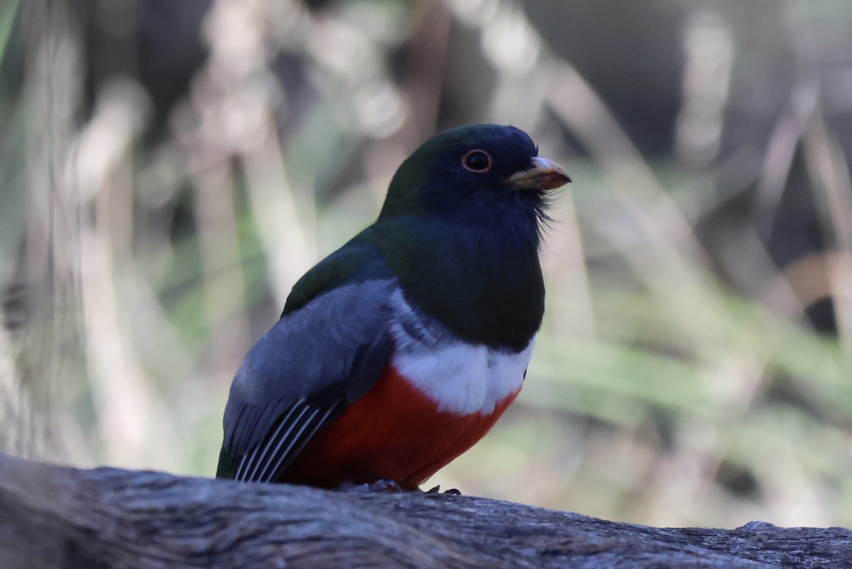 Coppery-tailed Trogon - ML646935274
