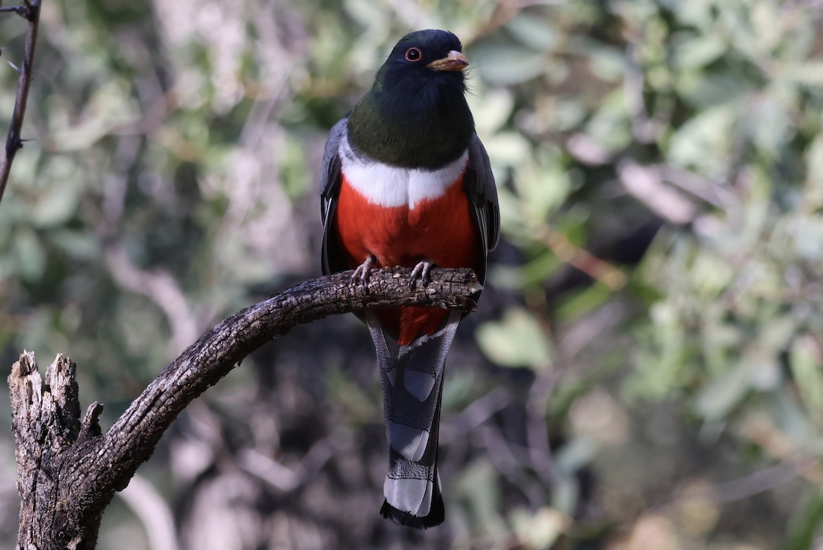 Coppery-tailed Trogon - ML646935275