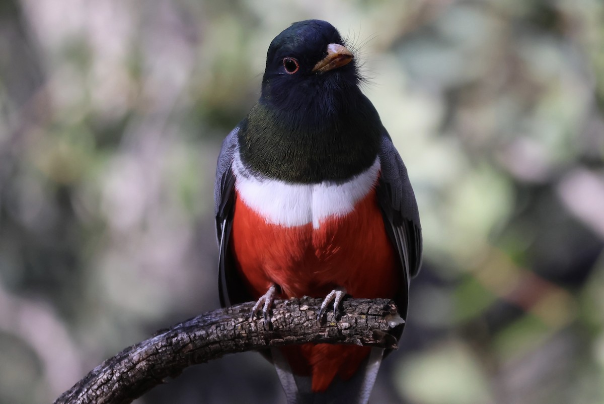 Coppery-tailed Trogon - ML646935276