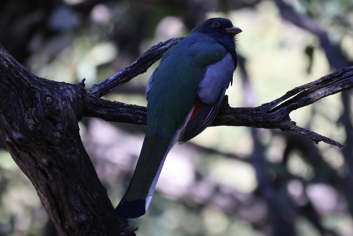 Coppery-tailed Trogon - ML646935277