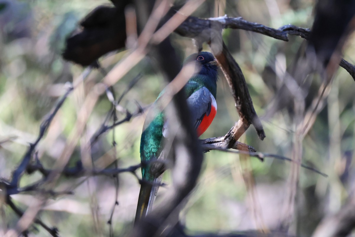 Coppery-tailed Trogon - ML646935278