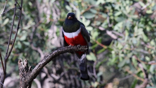 Coppery-tailed Trogon - ML646935279