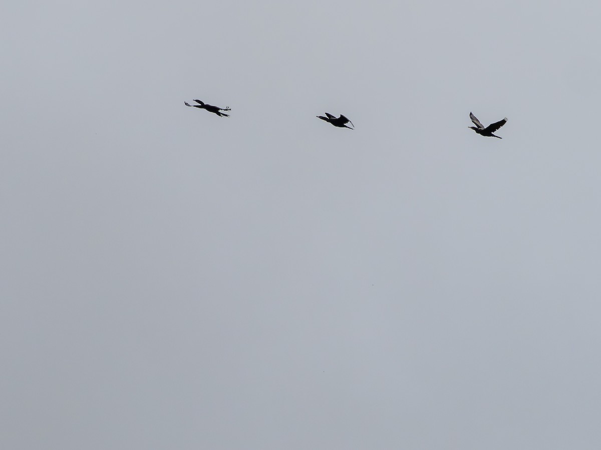 Cormorán Biguá - ML646935285