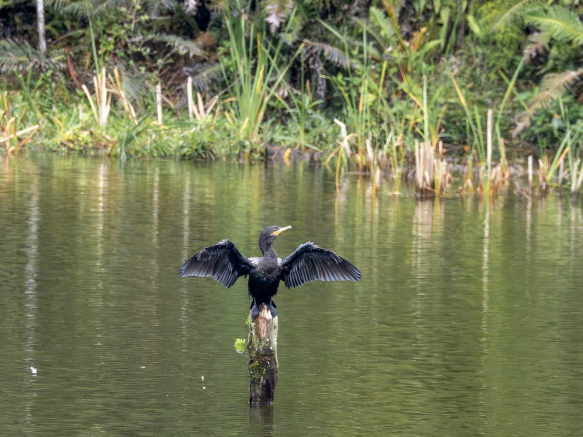 Cormorán Biguá - ML646935286