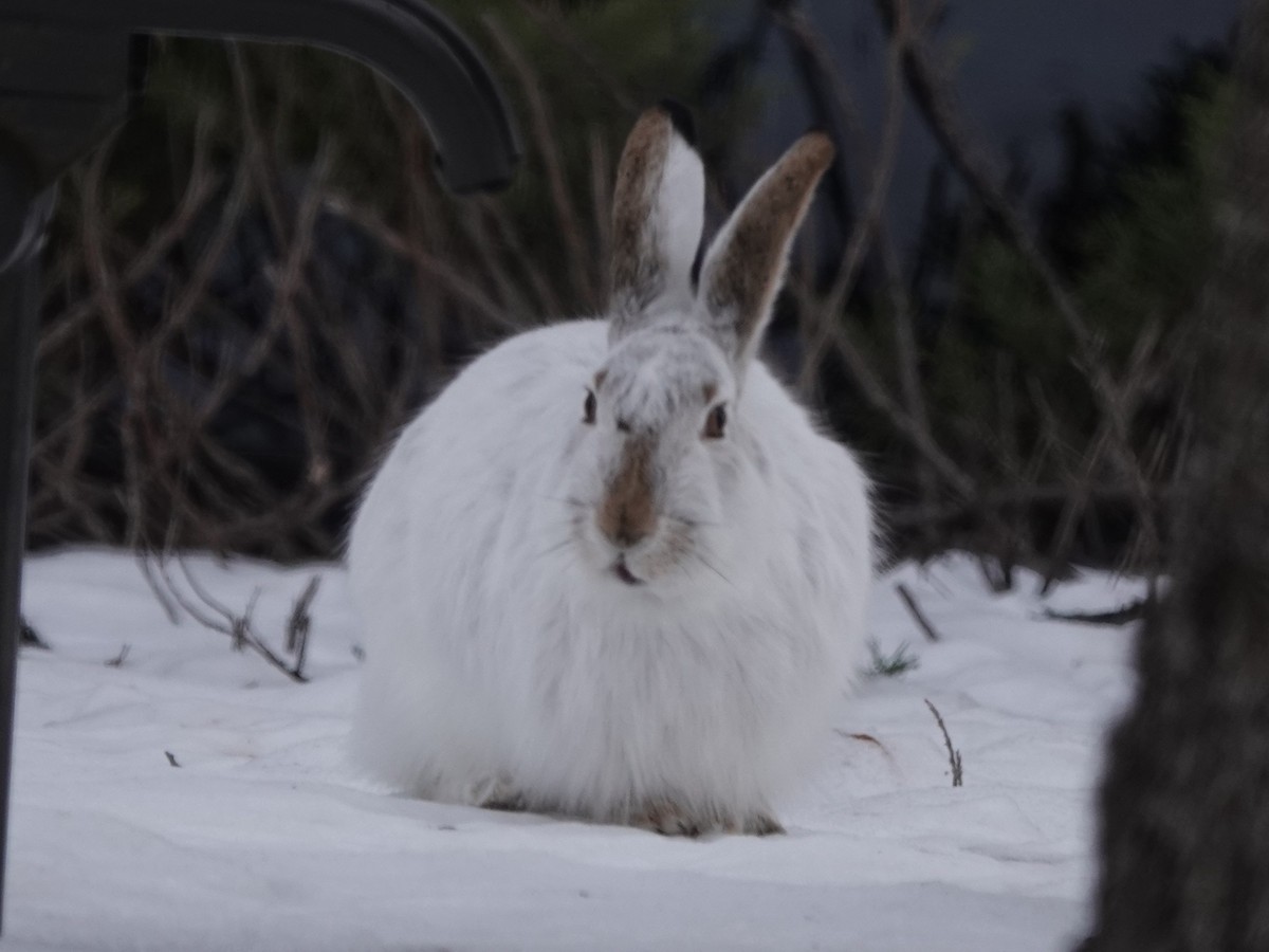 Белохвостый заяц - ML646935287