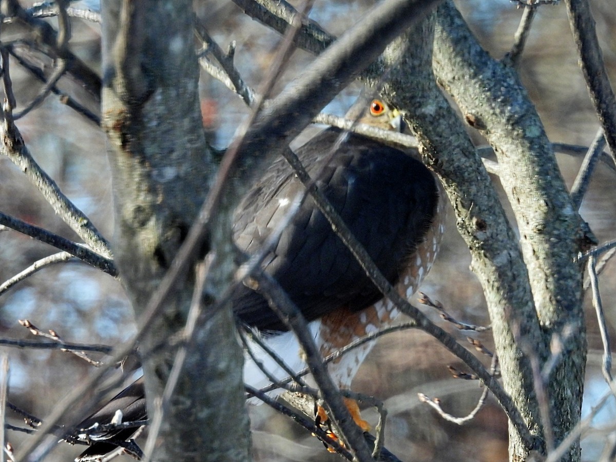 Épervier de Cooper - ML646935288