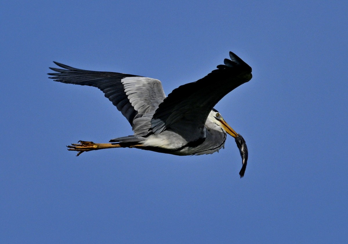 アオサギ - ML646935292