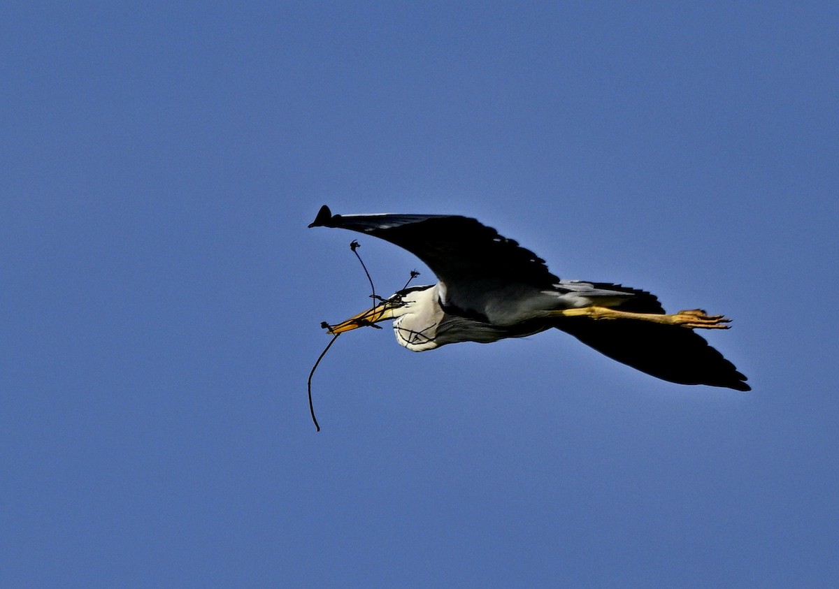 アオサギ - ML646935293