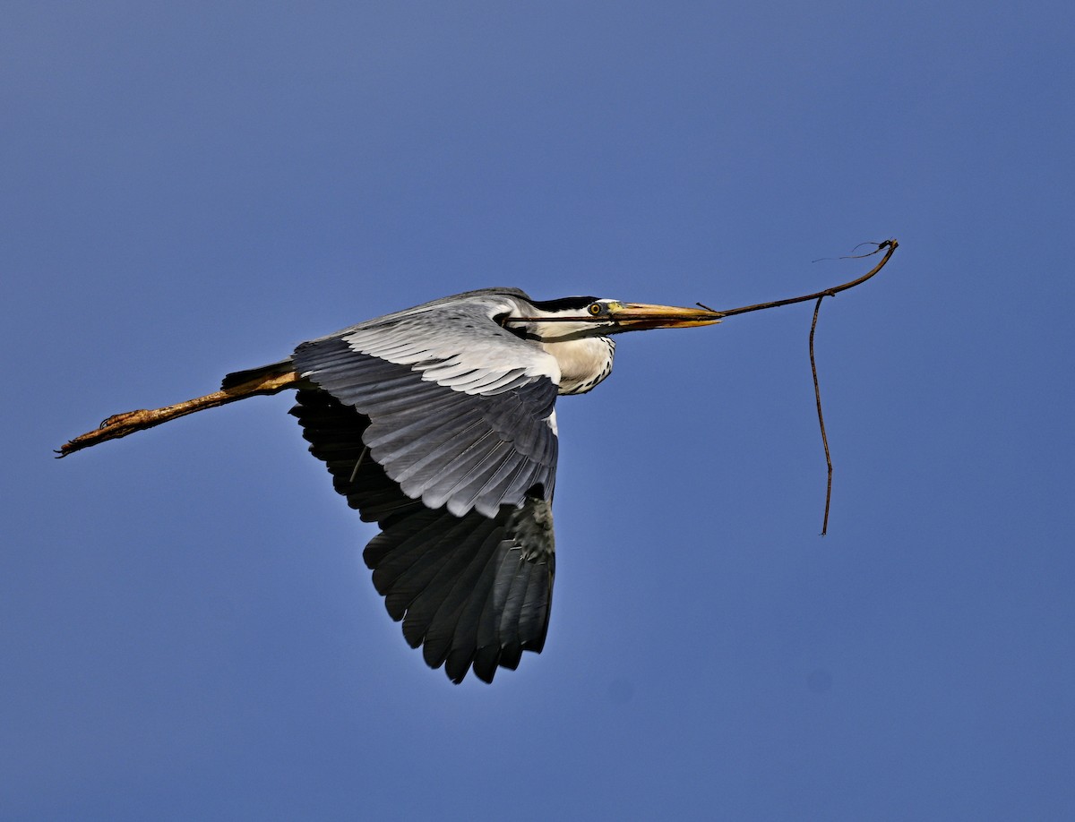 アオサギ - ML646935294