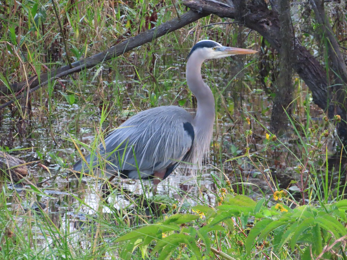 Koartza hauskara amerikarra - ML646935297