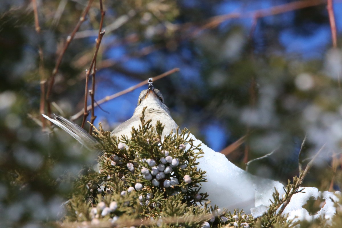 Northern Mockingbird - ML646935298