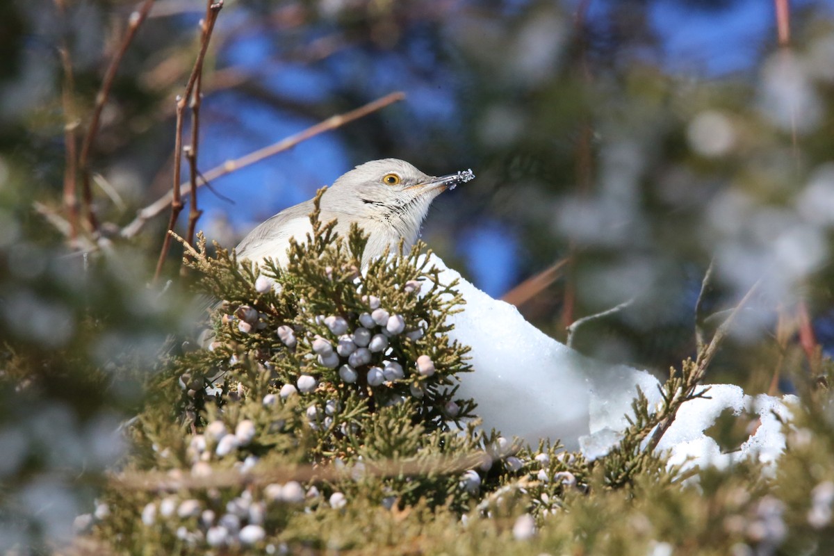 Northern Mockingbird - ML646935299