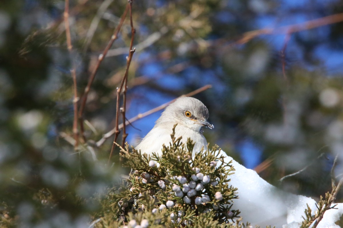 Northern Mockingbird - ML646935300