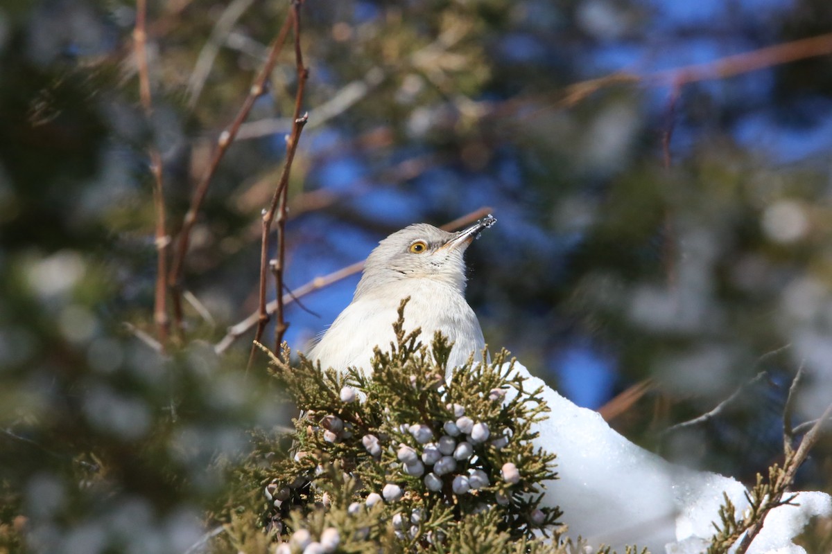 Northern Mockingbird - ML646935301