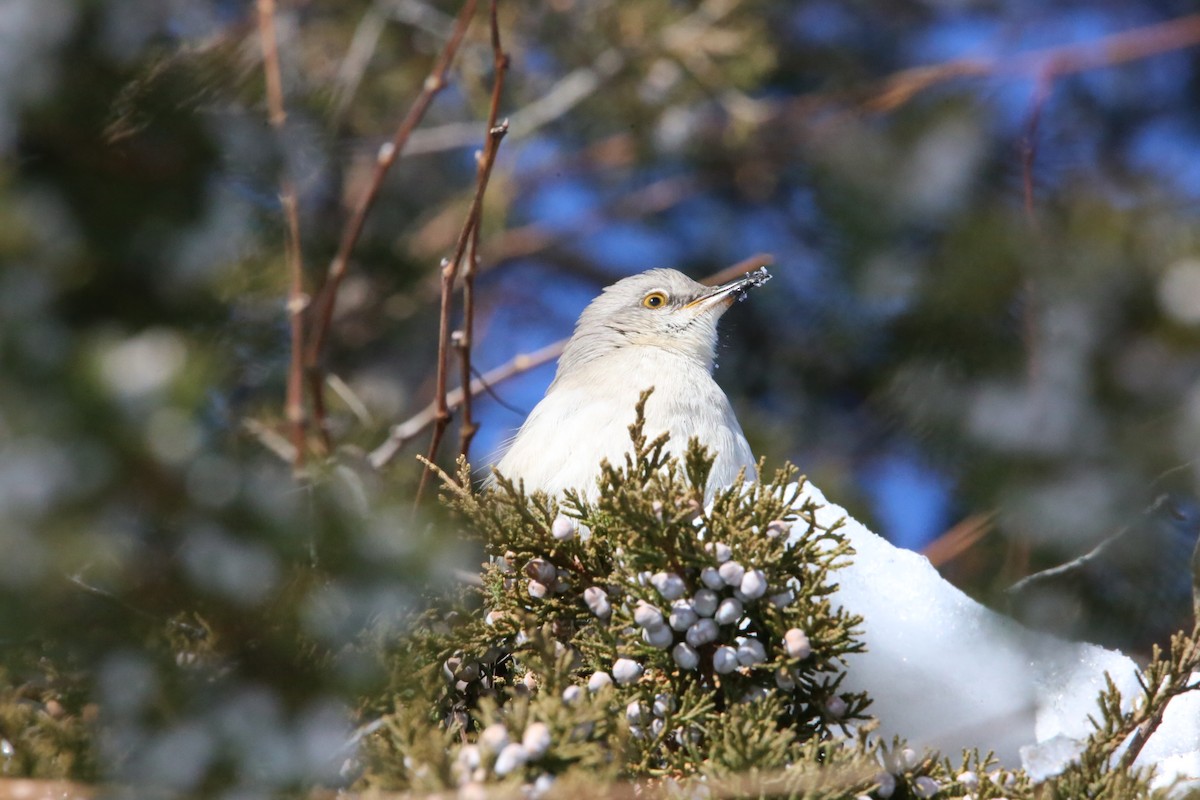 Northern Mockingbird - ML646935302