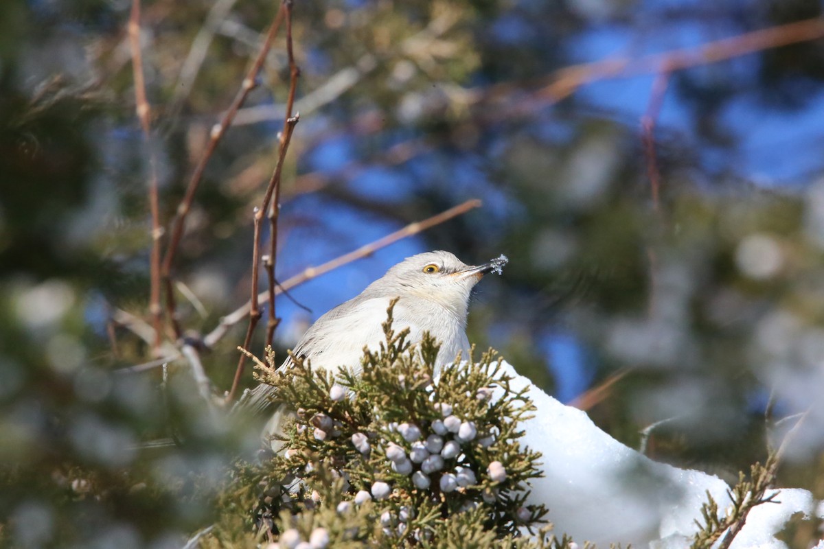 Northern Mockingbird - ML646935303
