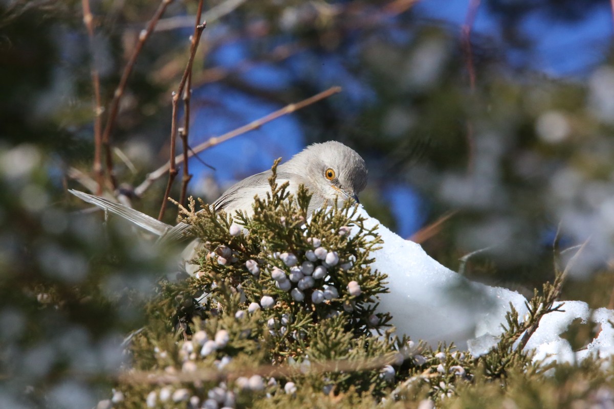 Northern Mockingbird - ML646935304