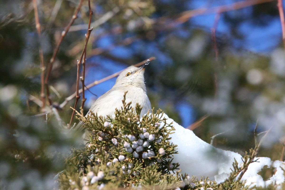Northern Mockingbird - ML646935305