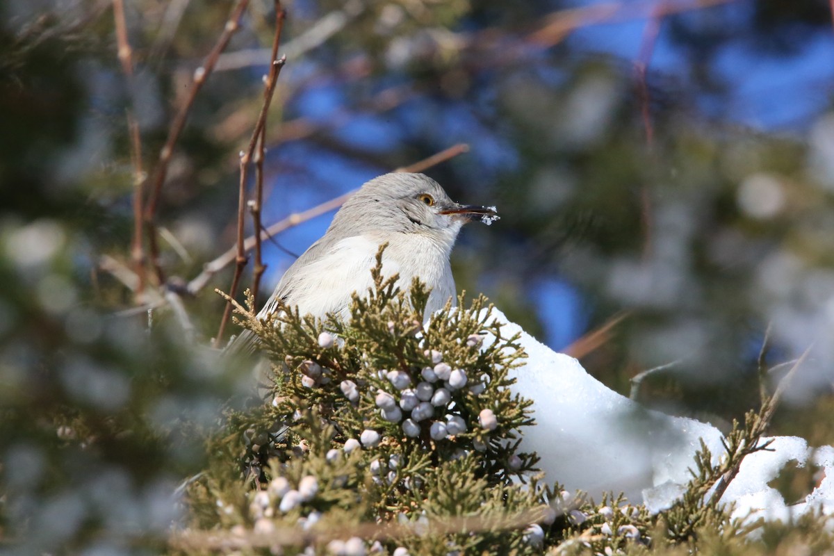 Northern Mockingbird - ML646935306