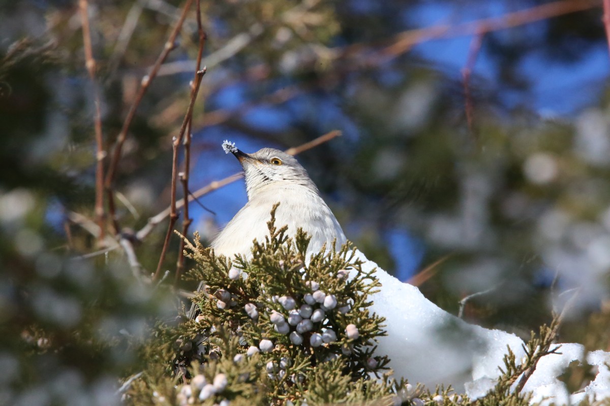 Northern Mockingbird - ML646935307
