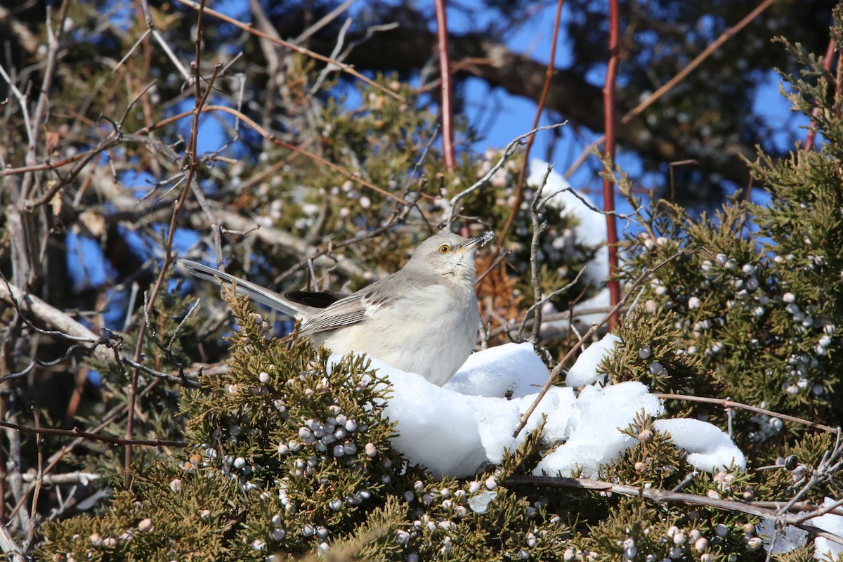 Northern Mockingbird - ML646935308