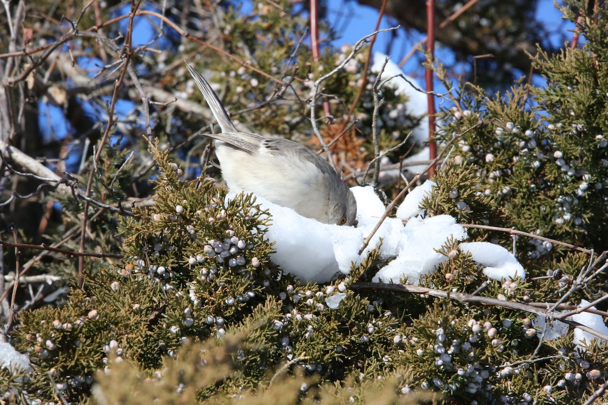 Northern Mockingbird - ML646935309