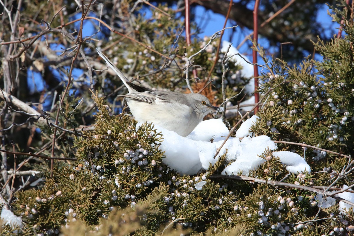 Northern Mockingbird - ML646935313