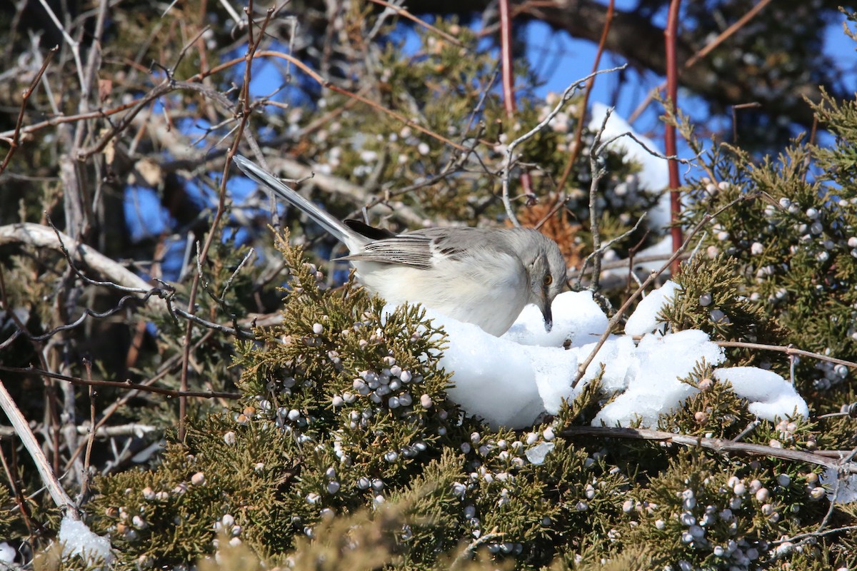 Northern Mockingbird - ML646935314